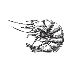 shrimp-illustration