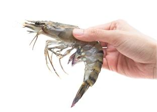1.0 Shrimp Hero FINAL2 retail-foodservice-shrimp-products